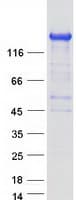 Human ARHGEF10L Protein (Recombinant Myc-DDK (Flag))
