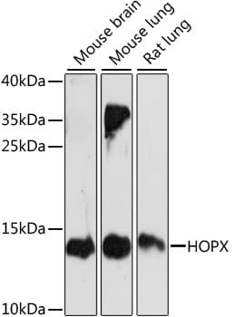 HOPX / HOP Antibody