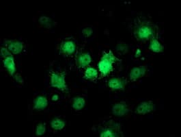 CDKN3 / KAP Antibody (clone OTI5H1)