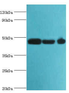 BAF53 / ACTL6A Antibody (aa1-280)