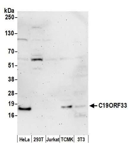 C19orf33 / IMUP Antibody (aa1-50)
