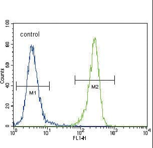 NEP / DDR1 Antibody (aa299-330)