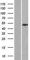 EXOSC9 / p5 Protein (Over-Expression Lysate Myc-DDK (Flag))