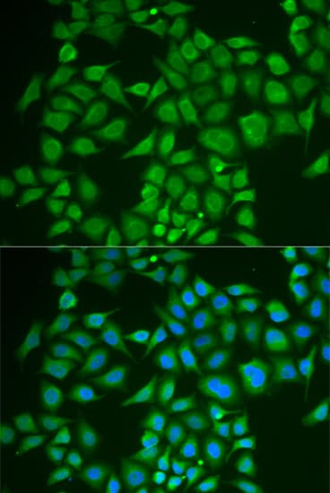 PNOC / Nociceptin Antibody