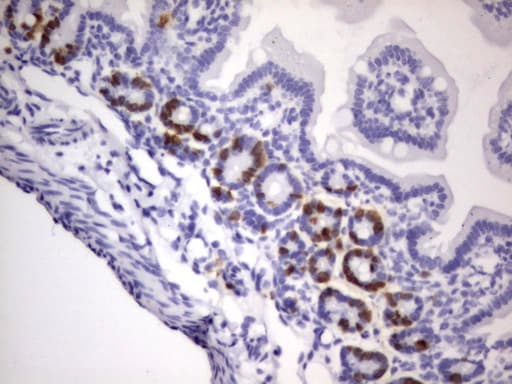 Monoclonal Rat BrdU Antibody (clone 4C2, IHC)