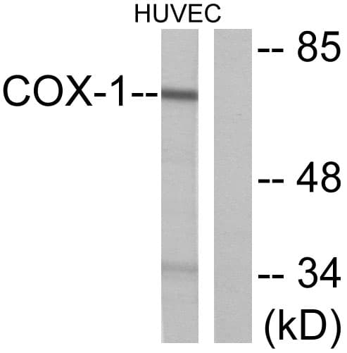 PathPlus™ PTGS1 / COX-1 Antibody (aa550-599)