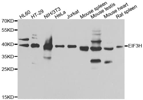 Polyclonal Rabbit anti-Human EIF3H / EIF3S3 Antibody (IHC, IF, WB)