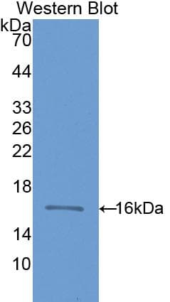 CD59 Antibody (aa21-107, APC)