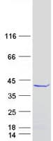 Human FAM76A Protein (Recombinant Myc-DDK (Flag))