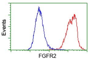 Monoclonal Mouse anti-Human FGFR2 / FGF Receptor 2 Antibody (clone OTI5F7, IF, WB)