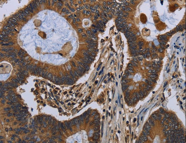 FGF18 Antibody
