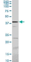 Monoclonal Mouse anti-Human PSMC6 Antibody (clone 2C4, IF, WB)