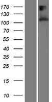 TMEM132A / HSPA5BP1 Protein (Over-Expression Lysate Myc-DDK (Flag))