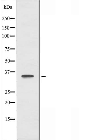 B3GALT1 Antibody