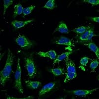 EFHD1 Antibody