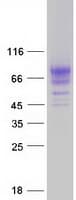 Human KREMEN1 / KREMEN-1 Protein (Recombinant Myc-DDK (Flag))