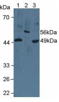 CYP26 / CYP26A1 Antibody (aa73-255, PE)
