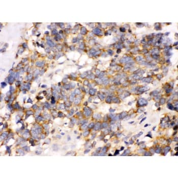 OPA1 Antibody (aa919-955)