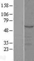 SYT9 / Synaptotagmin 9 Protein (Over-Expression Lysate Myc-DDK (Flag))