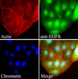 EGFR Antibody (clone AT2H8)