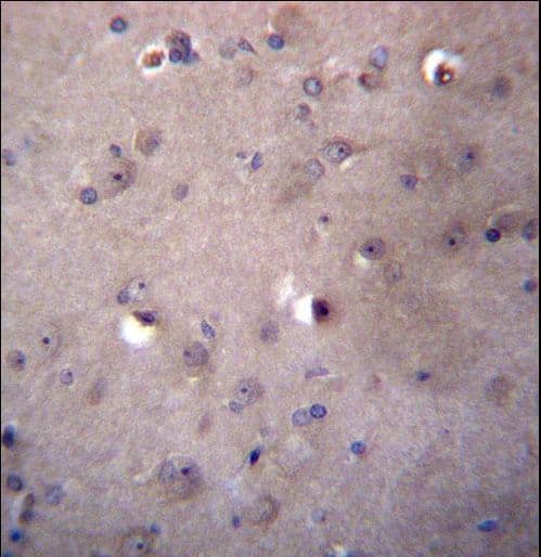 ALDH3B2 Antibody (aa252-280)