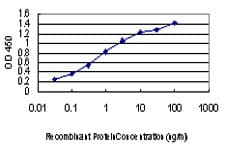 Monoclonal Mouse anti-Human TTN / Titin Antibody (clone 7D3, IF, WB)
