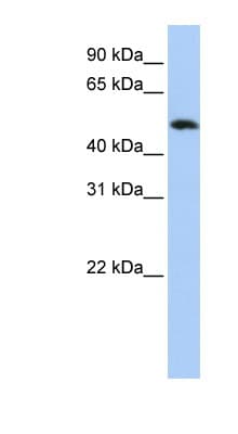 Polyclonal Rabbit anti-Human FAM175B / KIAA0157 Antibody (C-Terminus, WB)