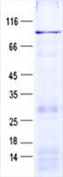 Human PCDHB5 Protein (Recombinant His, N-Terminal)