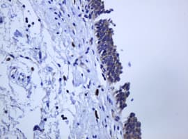 PCDH7 Antibody (clone OTI1G8)