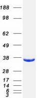Human GGPS1 Protein (Recombinant Myc-DDK (Flag))