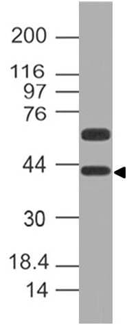 DPPA4 Antibody