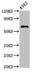 Polyclonal Rabbit anti-Human MARS2 Antibody (IHC, WB)