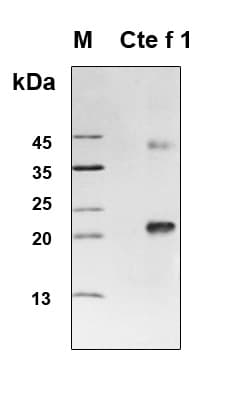 Ctenocephalides felis Salivary Antigen 1 Protein (Recombinant 6His, N-terminus)