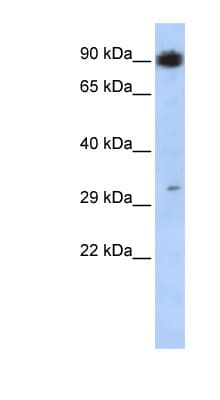 PTF1A Antibody (aa35-84)