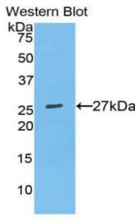 SPP1 / Osteopontin Antibody (aa7-232, PE)