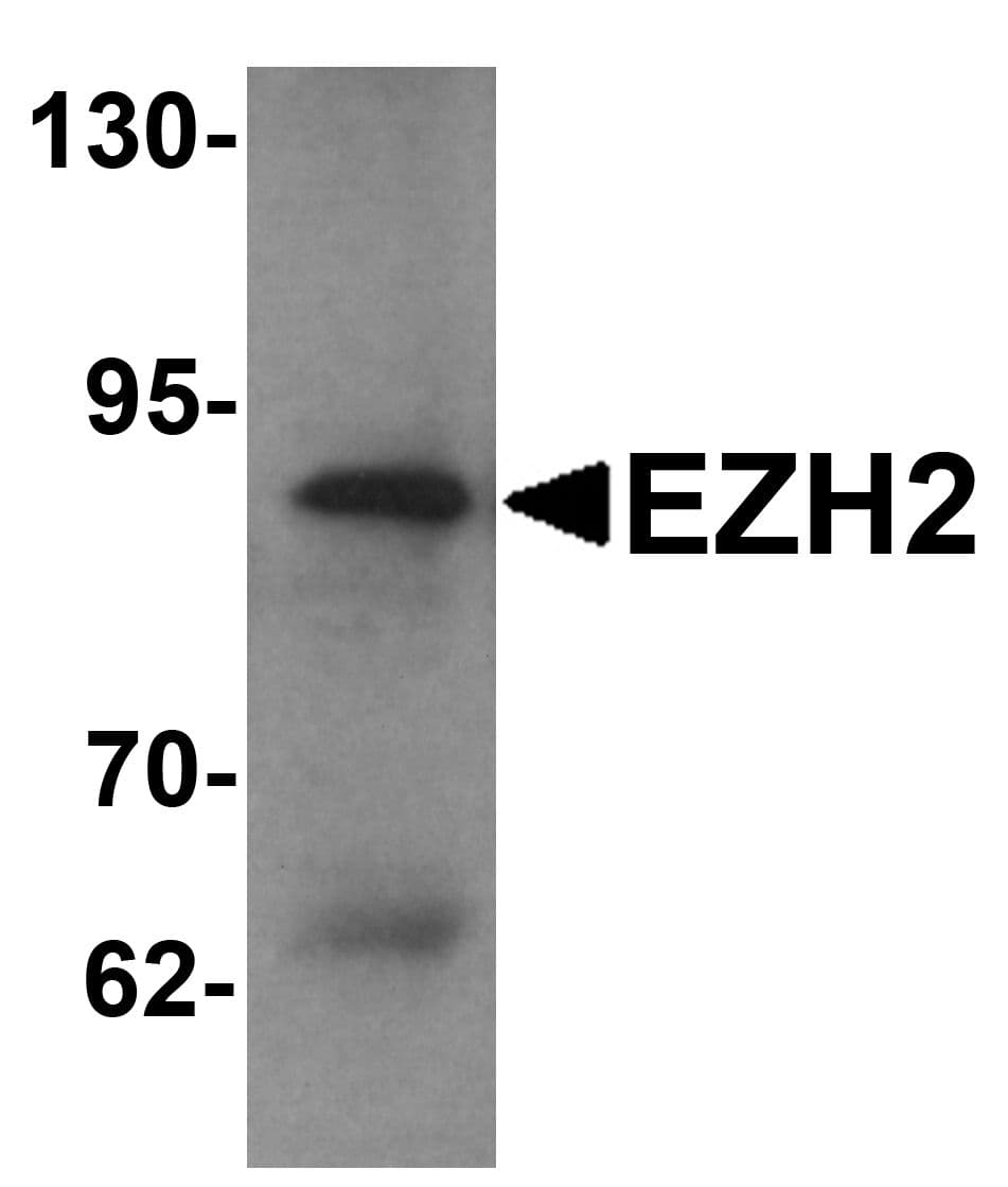 IHC-plus™ EZH2 Antibody