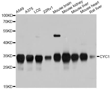 CYC1 / Cytochrome C-1 Antibody