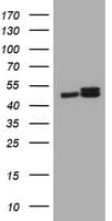 PAI-RBP1 / SERBP1 Antibody (clone OTI2F6)