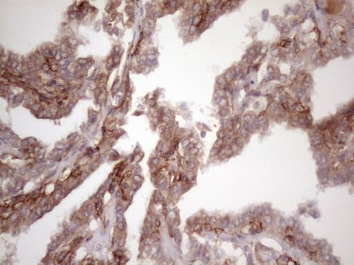 BMF Antibody (clone OTI9B7)
