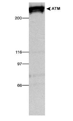 ATM Antibody (C-Terminus, Biotin)