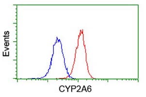 CYP2A6 Antibody (clone OTI1D2)