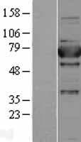 XPNPEP1 / Aminopeptidase P Protein (Over-Expression Lysate Myc-DDK (Flag))