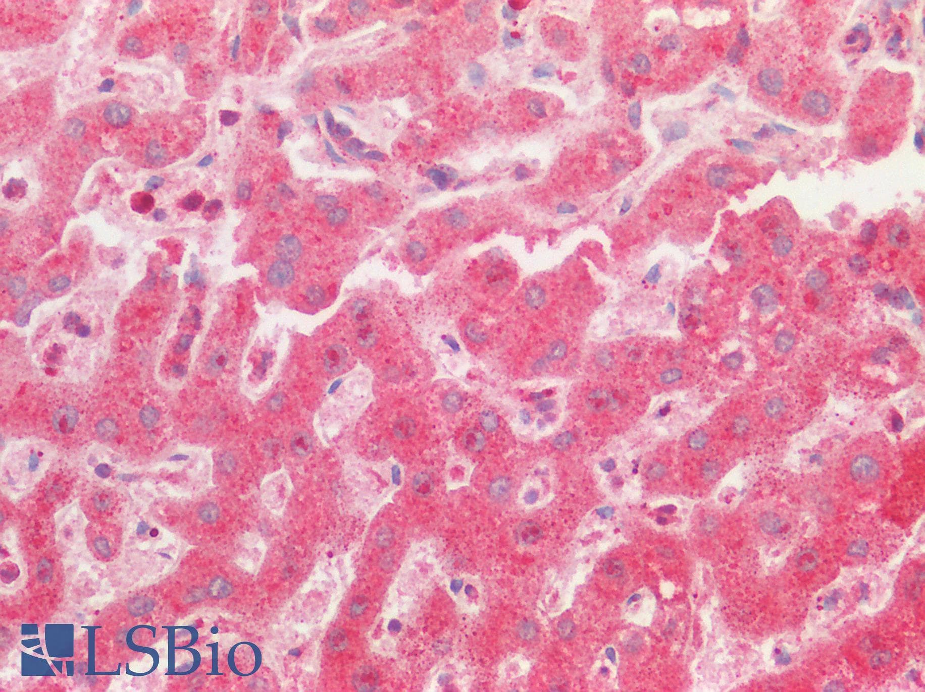 Polyclonal Rabbit anti-Human OS9 Antibody (C-Terminus, IHC, WB)