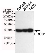 Monoclonal Mouse anti-Human ERCC1 Antibody (WB)