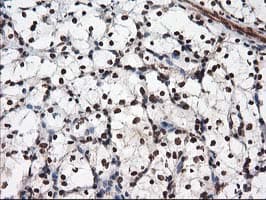 NUDT18 Antibody (clone OTI5D7)