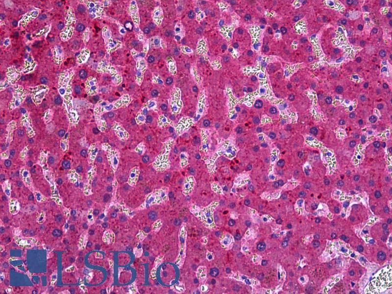 IHC-plus™ ITIH4 Antibody (aa744-758)