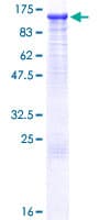 Human UBA1 / UBE1 Protein (Recombinant GST)