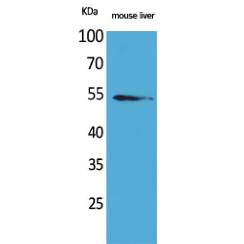 MDM2 Antibody (381-430 aa, C-terminal)