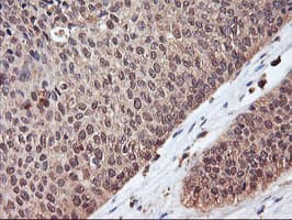 SERPINB6 / PI-6 Antibody (clone OTI1C5, Carrier-free)