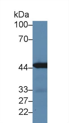 IRF3 Antibody (aa1-406)